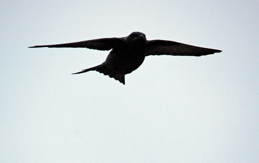 Swallow, Purple Martin, 2006-05081794 Cape May Point SP, NJ.JPG - Purple Martin, Cape May Pointt State Park, NJ, 5-8-2006